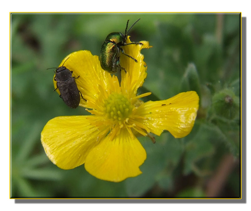 un fiore mangiato